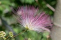 Persian silk tree Albizia julibrissin, inflorescence Royalty Free Stock Photo